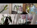 Орхидеи Детки на Цветоносе/Как Нарастить корни Деткам/Когда,как отделить/Проверенный Супер способ