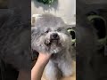 dịch vụ cắt tỉa lông chó tphcm Update Cắt Tỉa Lông Chó POODLE | PET Service HCM - Dịch Vụ Chăm Sóc Thú Cưng Tại Nhà