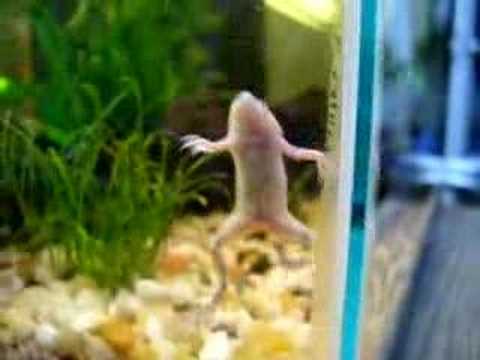 What do African dwarf frogs eat?