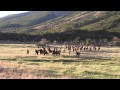 CABALLOS SALVAJES TORRES DEL PAINE - TORRES DEL PAINE WILD HORSES