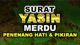 Download Lagu MUROTTAL ALQURAN MERDU SURAT YASIN MERDU MENYENTUH HATI MUROTTAL ALQURAN PENENANG HATI DAN PIKIRAN MP3 Download Lagu MUROTTAL ALQURAN MERDU SURAT YASIN MERDU MENYENTUH HATI MUROTTAL ALQURAN PENENANG HATI DAN PIKIRAN MP3
