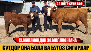 СУТДОР ОНА БОЛА ВА БУГОЗ СИГИРЛАР АРЗОН НАРХДА ФЕРМА ХОНАДАН 24-10-2025г