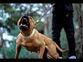 Monster Pit bull Muscle Pit Bull Pitbull musculoso Loca1 (Dogs activities) Saimo G