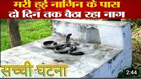 #नाग नागिन की सच्ची घटना #प्रेमिका_के_लिए_प्रेमी_नाग_ने_अपना_फन_पटक-पटक_कर_दे_दिया_जान