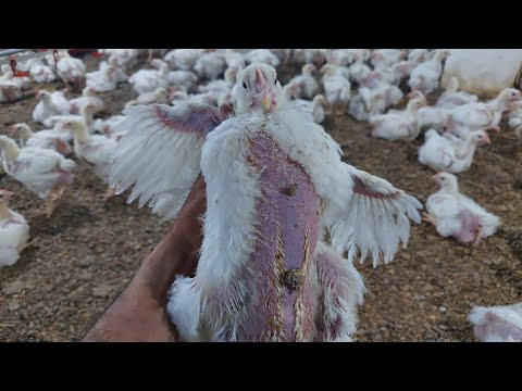 26 استخدام رافع مناعه للفراخ اطول فرخه واقوي صدر