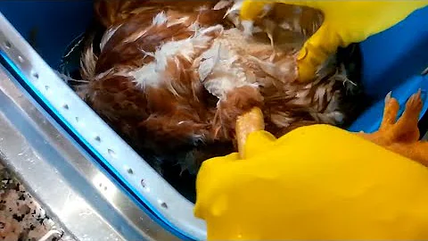 Come uccidere la gallina?
