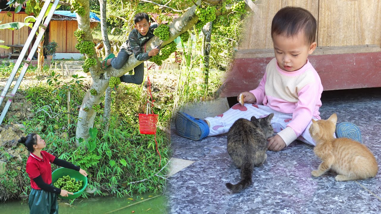 Harvesting figs fruit go to sell at market, cook a cozy dinner - Family farm