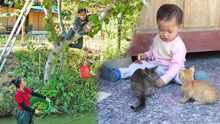 Harvesting figs fruit go to sell at market, cook a cozy dinner - Family farm