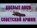 Боевые лоси Советской Армии_(Тайны истории)_Alexandrite_(рус.суб.) (РЖЯ)