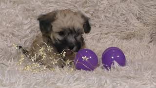 Cute Bolonka puppies - just 6 weeks old by Miley Der Shepherd 1,773 views 4 years ago 2 minutes, 28 seconds