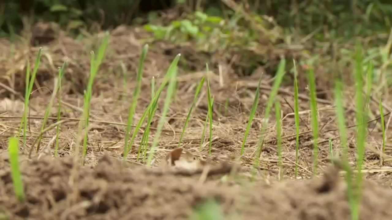 Wildlife Habitat Management YouTube