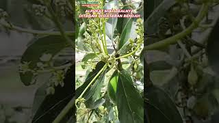 Alpukat Miki Idealnya Ditanam Di Dataran Rendah