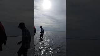 Lintah laut