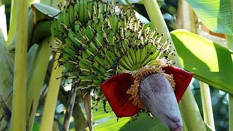 Quick Guide On Banana Farming