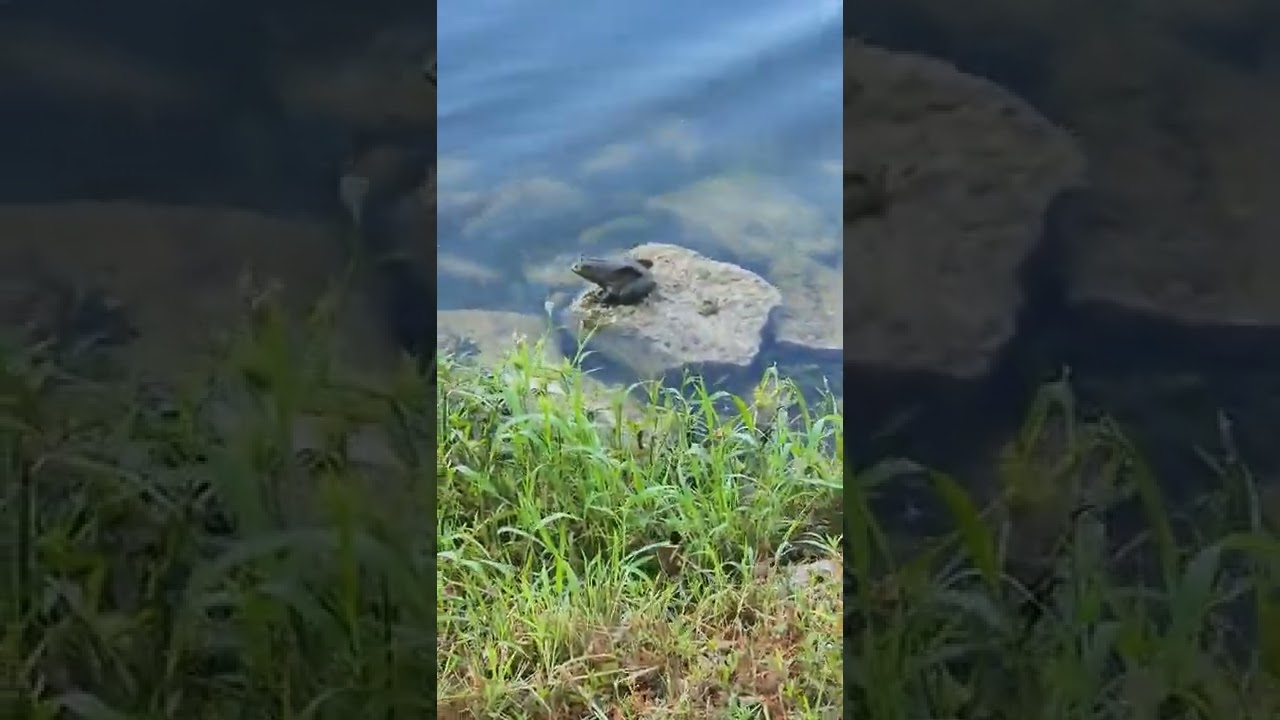 #frog