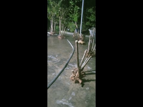 Video Gl mn bạch sơn liễu giá rẻ cần liên hệ 0944833740... - youtube