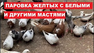 видео: Особенности паровки бакинских голубей с другими породами бойных голубей. Если спаровать почтаря с б. картинка: Особенности паровки бакинских голубей с другими породами бойных голубей. Если спаровать почтаря с б.