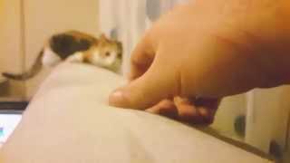 Perdeyle Savaşan Kedi