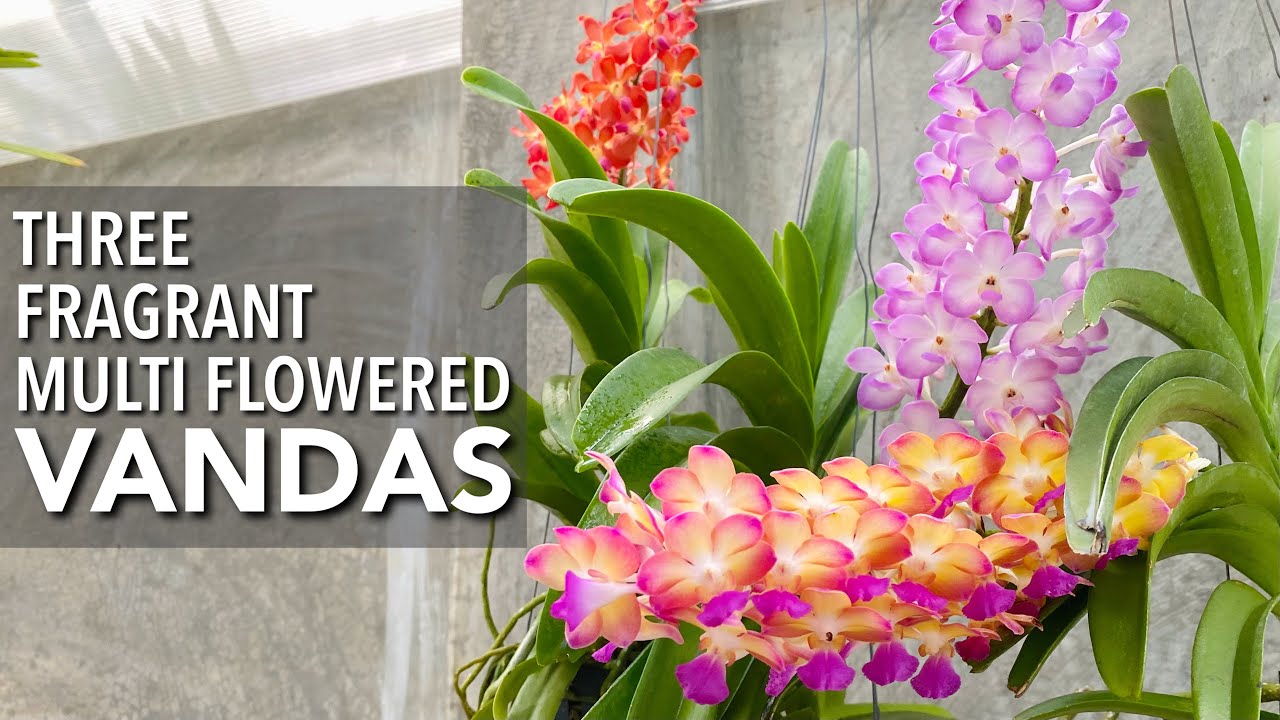 FRAGRANT MULTI FLOWERED VANDAS | Vanda Orchids In Bloom | Fragrant Orchids | Vanda w/ Small Flowers