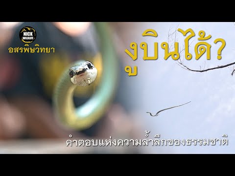 อสรพิษวิทยา EP.29 งูบินได้? คำตอบแห่งความล้ำลึกของธรรมชาติ