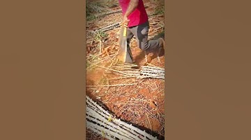 Farmer Cuts Cassava Tree SUPER FAST 🌱🔪 | Amazing Skill #Shorts