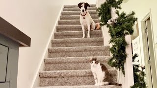 Christmas Decorating with Mia and Barry! by It's a Wonderful Life with Pets! 6 views 2 years ago 2 minutes, 53 seconds