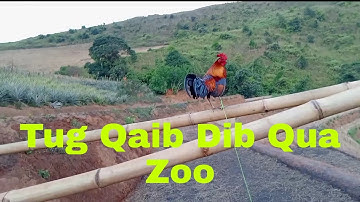 Tus no suab hu qaib qus teb thiab dib tuaj zoo