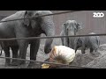 Kæmpegræskar fra Tivoli 2018 | Copenhagen Zoo