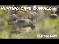 Cape Buffalo Hunt - FULL SAFARI