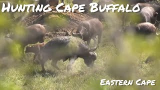 Cape Buffalo Hunt - FULL SAFARI