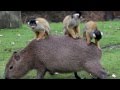 Capibaras and squirrel monkeys playing