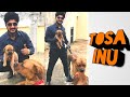 How are Tosa Inu's as a pet ? | Japanese Mastiff | SDK | Tosa Inu In India | Call - 9369347740 | ✌