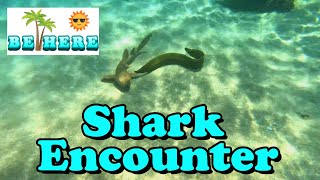 BE HERE: Shark Attack! My Scary Encounter w/ Awesome Predators