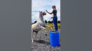 Funny Reverse Video 😂 #shortfeed #shortvideos #topreverse #topreversevideo #funny