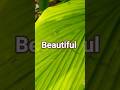 #love#nature#new#trending#edit#explore#flowers#viral#shorts#song#video#youtube#beautiful#travel#home