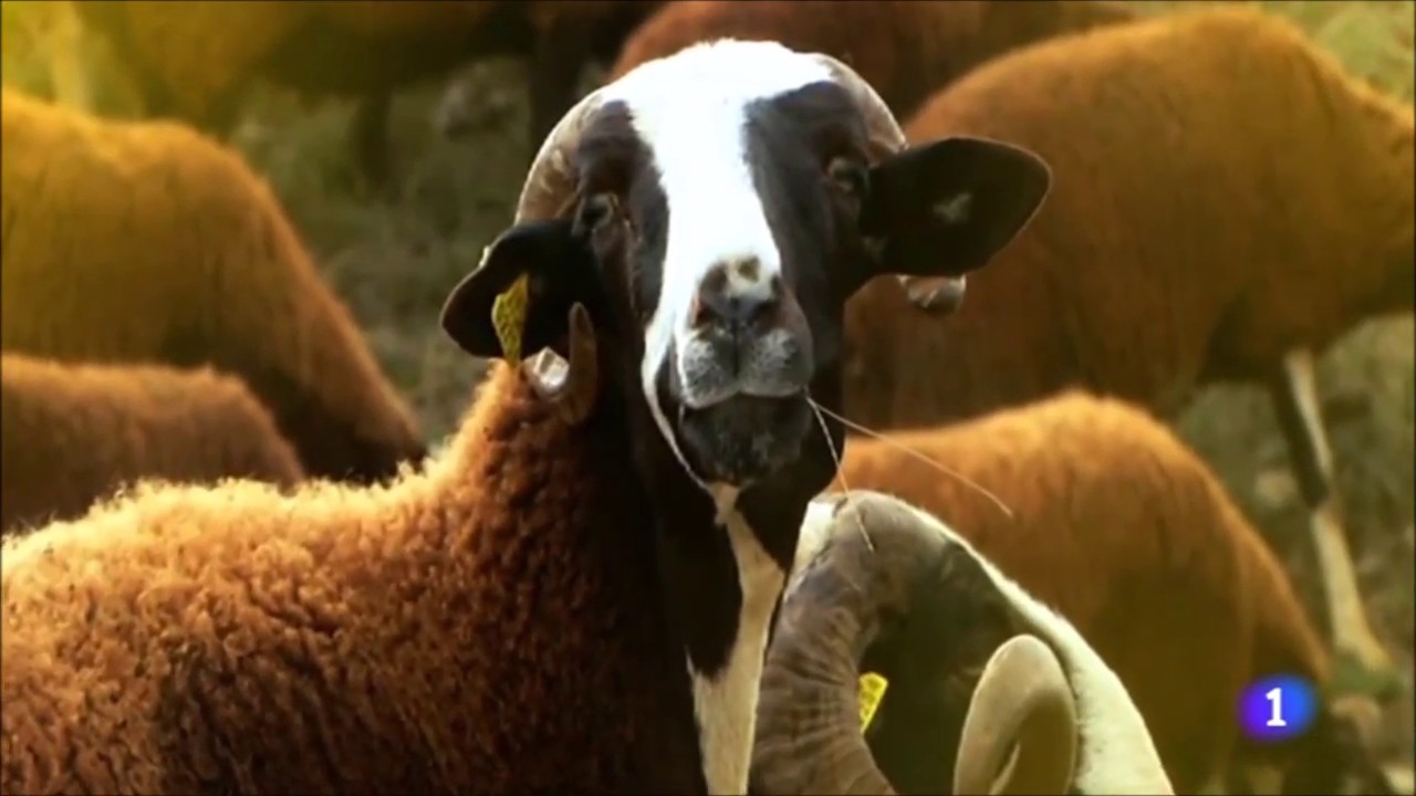 La raza Roya Bilbilitana en Aquí la Tierra de TVE 1