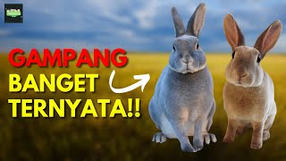 Cara Merawat Kelinci Karpet atau Rex agar sehat