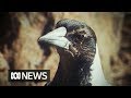 Magpies sing along to harmonica (1977)