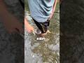 カワウソは実は水が苦手です