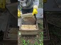 The Precious Behind Honey Royal Jelly Harvesting Revealed