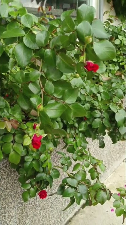 Beautiful Red Roses #shorts #bunga #ros #cantik