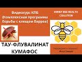 Как применять Тау-флувалинат и Кумафос от клещей Варроа? Препараты Апистан и Чекмайт+ (КПБ)