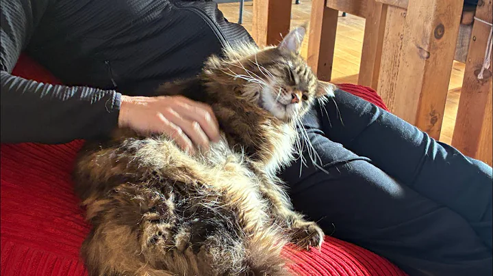 Video 11615471: cat pet maine coon, male maine coon cat, big maine coon cat