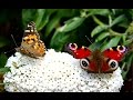 English Summer Butterflies