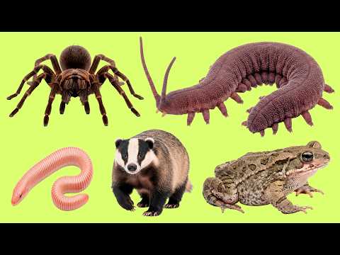 How Many Burrowing Animals Do You Know? | Українські слова with Audio