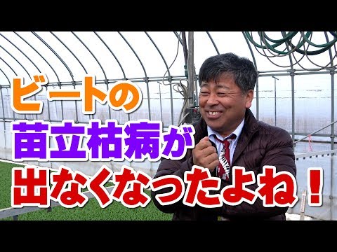 畑作にも効果あり?甜菜(ビート)の苗立枯病が出なくなった!デイリーネットワーク【第83回】