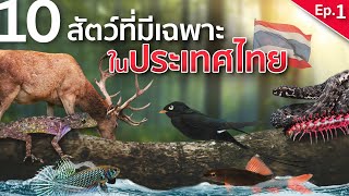 10 สัตว์ที่มีเฉพาะในประเทศไทย