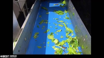 Spinach sorting machine Genius - TOMRA Sorting