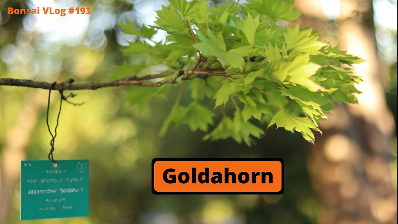 Die Zukunft wird golden - Japanischer Goldahorn Aureum 'Acer shirasawanum' | #BonsaiVLog193