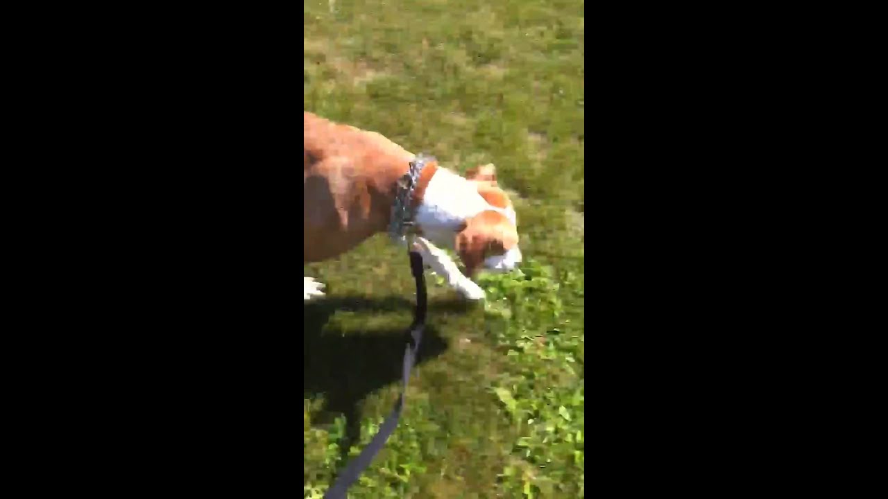 Dog Chokes On Water YouTube Dog Chokes On Water YouTube
